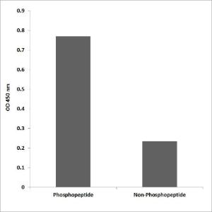 ELISA for immunogen phosphopeptide (left) and non-phosphopeptide (right) using Anti-Kir62 (phospho Thr224) Antibody