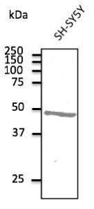 SH-SY5Y cell lysate detected with Anti-ATXN3 Antibody at a 1:500 dilution Lysate at 100 µg and rabbit anti-goat IgG antibody (HRP) at a 1:10,000 dilution