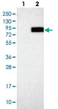 Anti-FOXRED2 Rabbit Polyclonal Antibody