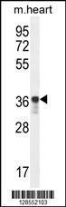 Anti-GPD1L Rabbit Polyclonal Antibody (FITC (Fluorescein Isothiocyanate))