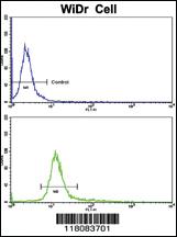 Anti-CTDP1 Rabbit Polyclonal Antibody