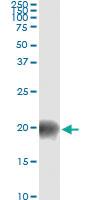 Anti-BATF Mouse Monoclonal Antibody [clone: 8A12]