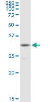 Anti-MYD88 Mouse Polyclonal Antibody