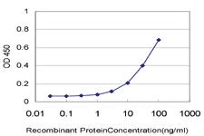 Anti-BATF Mouse Monoclonal Antibody [clone: 8A12]