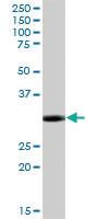 Anti-MYD88 Mouse Polyclonal Antibody