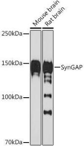 Antibody A308630-100 100 µl