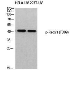 Anti-Rad51 Rabbit Polyclonal Antibody