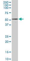 Anti-ZNF277 Rabbit Polyclonal Antibody