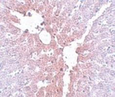 Anti-KLF4 Rabbit Polyclonal Antibody