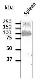 Anti-CD19 Goat Polyclonal Antibody