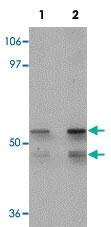 Anti-KLF4 Rabbit Polyclonal Antibody