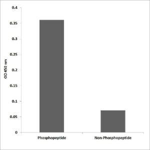 ELISA for immunogen phosphopeptide (left) and non-phosphopeptide (right) using Anti-Flt-3 (phospho Tyr591) Antibody