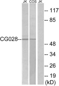 Western blot analysis of lysates from Jurkat and COS cells using Anti-CG028 Antibody. The right hand lane represents a negative control, where the antibody is blocked by the immunising peptide