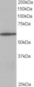 EB05001 staining (0.3µg/ml) of Jurkat lysate (RIPA buffer, 35µg total protein per lane).  Primary incubated for 1 hour.  Detected by western blot using chemiluminescence.