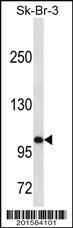 Anti-SPN Mouse Monoclonal Antibody