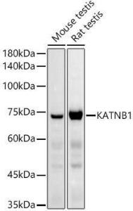 Antibody A308635-100 100 µl