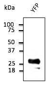 293HEK cells, transduced with YFP, detected with Anti-YFP Antibody at a 1:2,000 dilution. Lysate at 50 µg and rabbit anti-goat IgG antibody (HRP) at a 1:10,000 dilution