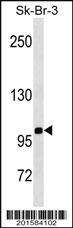 Anti-SPN Mouse Monoclonal Antibody