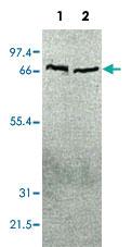 Anti-CDC37 Rabbit Polyclonal Antibody