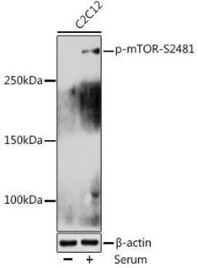 Western blot analysis of extracts of C2C12 cells, using Anti-mTOR (phospho Ser2481) Antibody (A10970) at 1:1,000 dilution