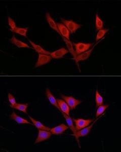 Antibody A308635-100 100 µl