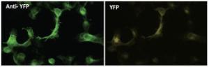 293HEK cells, transfected with YFP, fixed with 4% PFA, stained with Anti-YFP Antibody at a 1:50 dilution