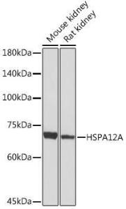 Western blot analysis of extracts of various cell lines, using Anti-HSPA12A Antibody [ARC2351] (A308636) at 1:1000 dilution