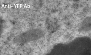 Immunogold labeling of epithelium cells, in vivo injected with YFP expressing vector, using Anti-YFP Antibody