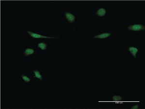 Anti-EIF1AY Mouse Monoclonal Antibody [clone: 1B4]