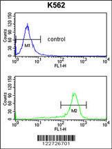 Anti-RPS6KB2 Rabbit Polyclonal Antibody (APC (Allophycocyanin))