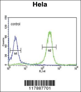 Anti-FYN Rabbit Polyclonal Antibody