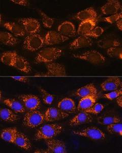 Immunofluorescence analysis of NIH/3T3 cells using Anti-BCKDHA Antibody (A308637) at a dilution of 1:100 DAPI was used to stain the cell nuclei (blue)