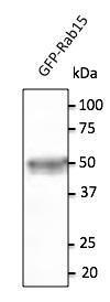 293HEK cells, transfected with GFP-RAB15, detected with Anti-RAB15 Antibody at a 1:500 dilution. Lysate at 20 µg and rabbit anti-goat IgG antibody (HRP) at a 1:10000 dilution