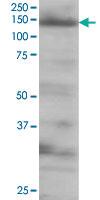 Anti-EIF4ENIF1 Goat Polyclonal Antibody