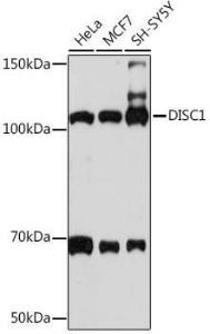 Western blot analysis of extracts of various cell lines, using Anti-DISC1 Antibody [ARC1089] (A307606) at 1:1,000 dilution. The secondary antibody was Goat Anti-Rabbit IgG H&L Antibody (HRP) at 1:10,000 dilution.