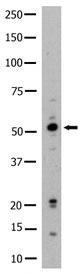 Anti-HCK Rabbit Polyclonal Antibody