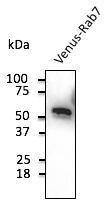 293HEK cells, transduced with Venus-RAB7, detected with Anti-Venus Antibody at a 1:2,000 dilution. Lysate at 50 µg and rabbit anti-goat IgG antibody (HRP) at a 1:10,000 dilution