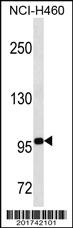 Anti-TLE4 Mouse Monoclonal Antibody