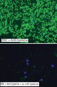 Anti-L-Cysteine Monoclonal Antibody [clone: F2D]