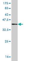 Anti-CAMK2A Mouse Monoclonal Antibody [clone: 1C6]