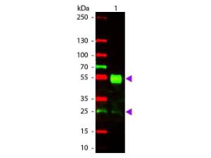 Goat-A-mouse IGG (MX101 mg