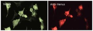 293HEK cells, transfected with Venus protein, fixed with 4% PFA, stained with Anti-Venus Antibody at a 1:50 dilution