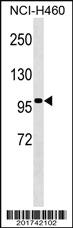 Anti-TLE4 Mouse Monoclonal Antibody