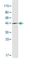 Anti-LYPD5 Mouse Monoclonal Antibody [clone: 1E9]