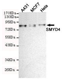 Anti-SMYD4 Mouse Monoclonal Antibody [clone: 13k124]