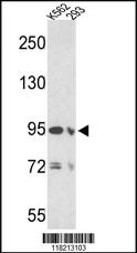 Anti-EMILIN1 Rabbit Polyclonal Antibody