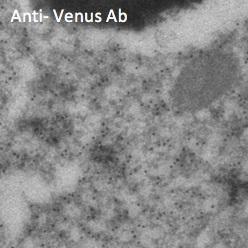 Immunogold labeling of epithelium cells, in vivo injected with Venus expressing vector, using Anti-Venus Antibody