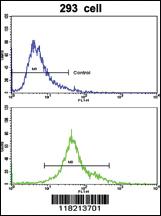 Anti-EMILIN1 Rabbit Polyclonal Antibody