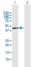 Anti-HLA-E Rabbit Polyclonal Antibody