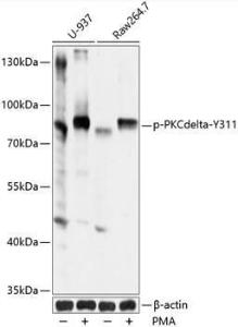 Western blot analysis of extracts of U937 and Raw264. 7 cells, using Anti-PKC delta (phospho Tyr311) Antibody (A10976) at 1:1,000 dilution. U-937 cells were treated by PMA/TPA (200nM) for 30 minutes. RAW 264. 7 cells were treated by PMA (200 nM) for 30 minutes.